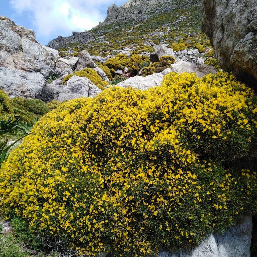 Tilos Island House Megalon Chorion  ภายนอก รูปภาพ